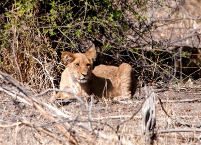GEO_0366.lion.cub